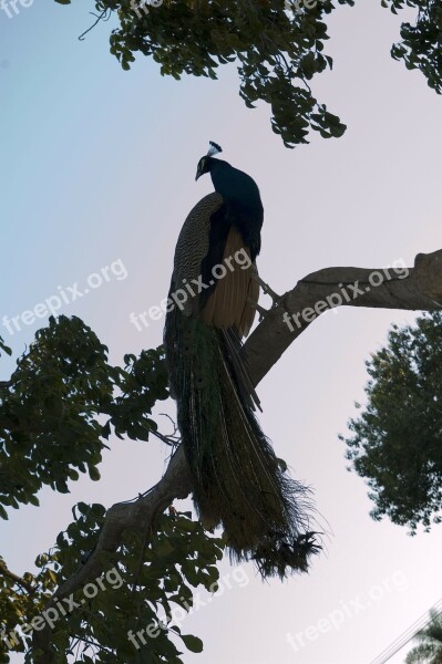 Peacock Tree Summer Peacocks Birds