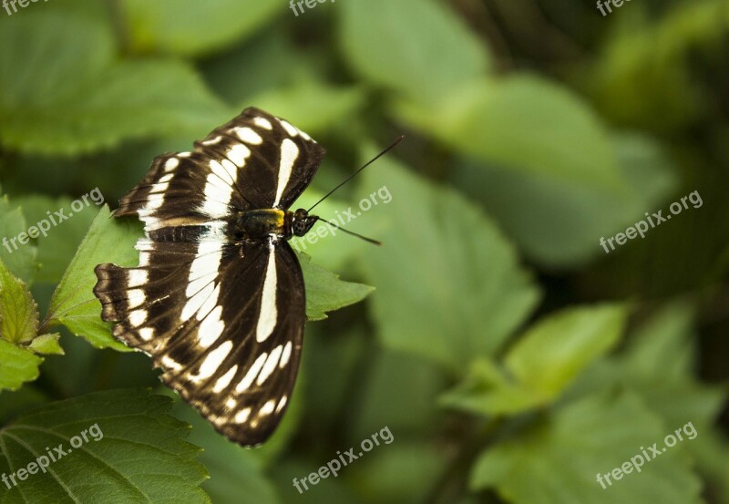 Butterfly Green Leaves Nature Insect