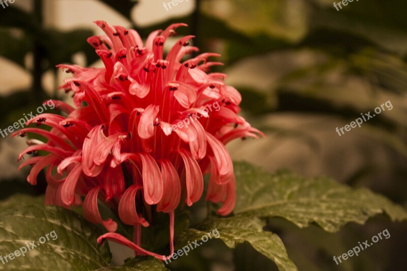 Flower Red Garden Red Flower Flowers