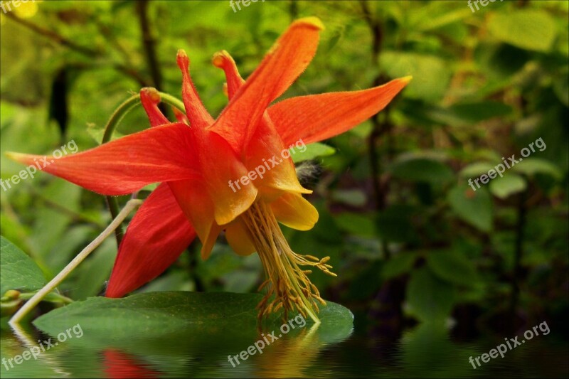 Flooded Sitka Columbine Wild Flower Flower Plant