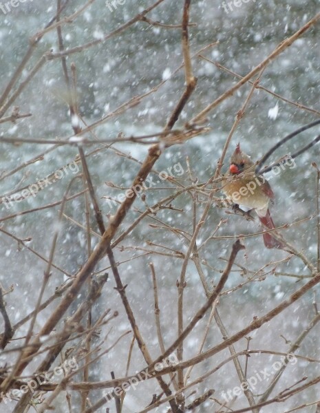 Bird Cardinal Female Snow Winter