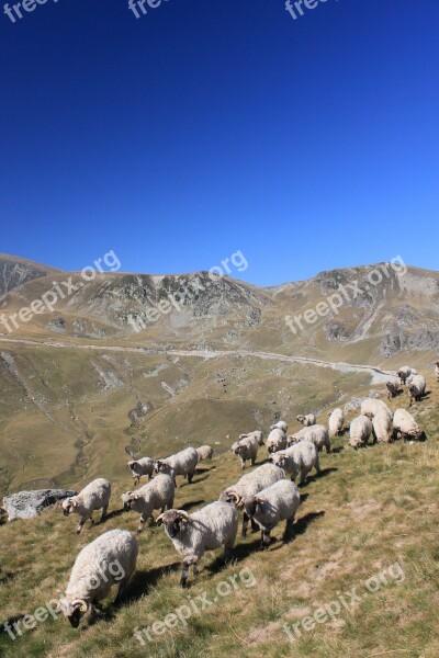 Flock Sheep Mountain Romania Animals