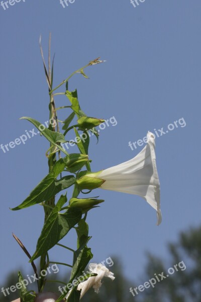 Convolvulus Arvensis Flowers Field Bindweed