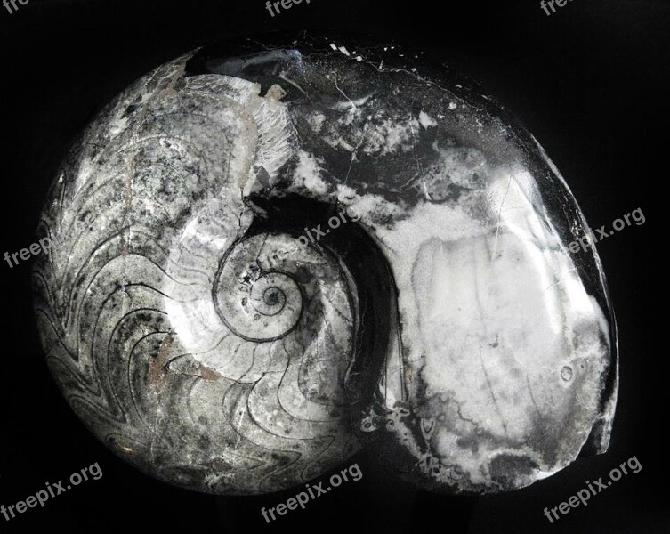 Ammonite Goniatitida Devonian Permian Fossil