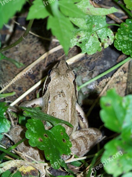 Frog Macro Pond Amphibian Frog Pond