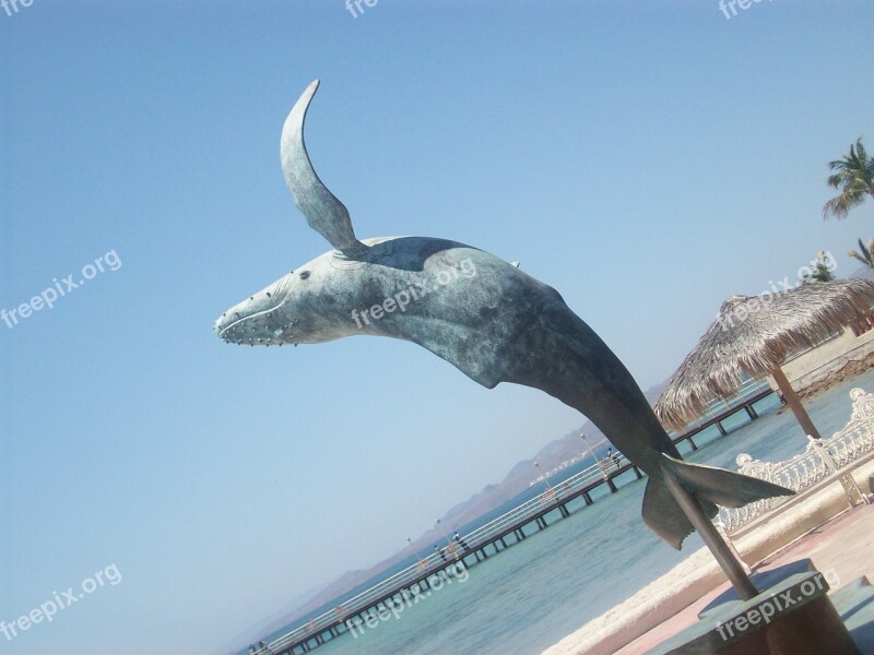 La Paz Mexico Whale Animal Sea