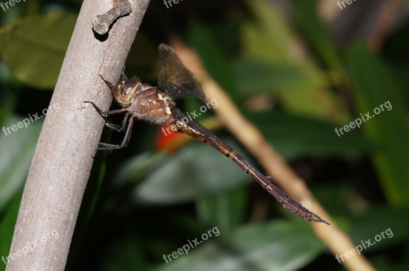 Dragonfly Insect Red Nature Outside