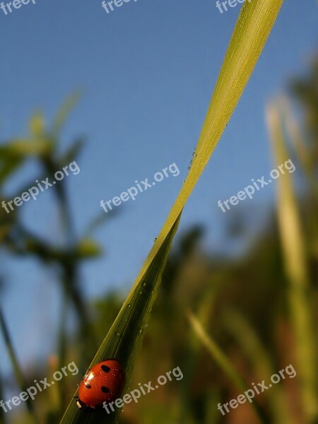 Insect Ladybug Red Grass Blade Of Grass