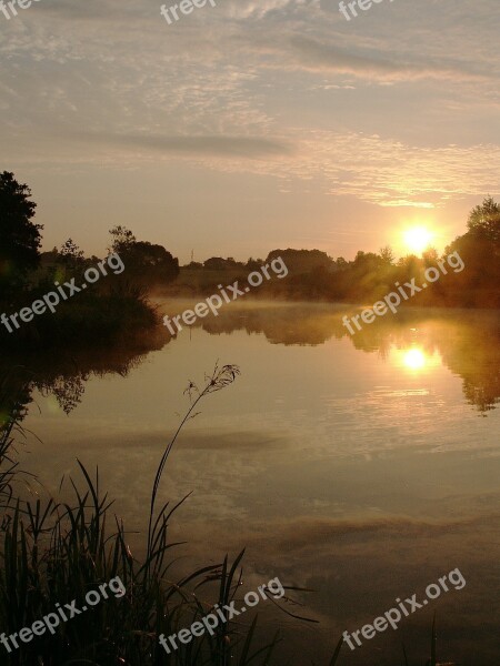 Pond Water Pond Plants Dawn Surface