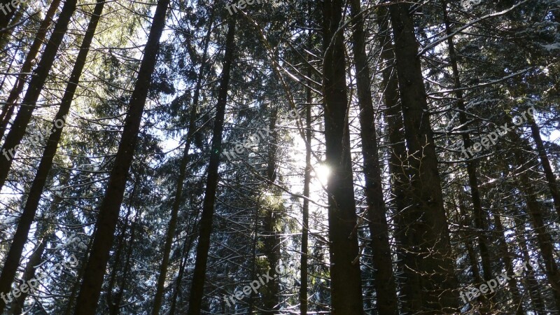 Allgäu Winter Snow Forest Sunbeam