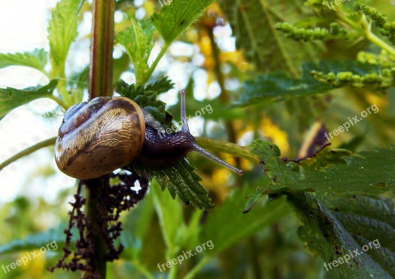 Snail Conch Nettle Macro Nature