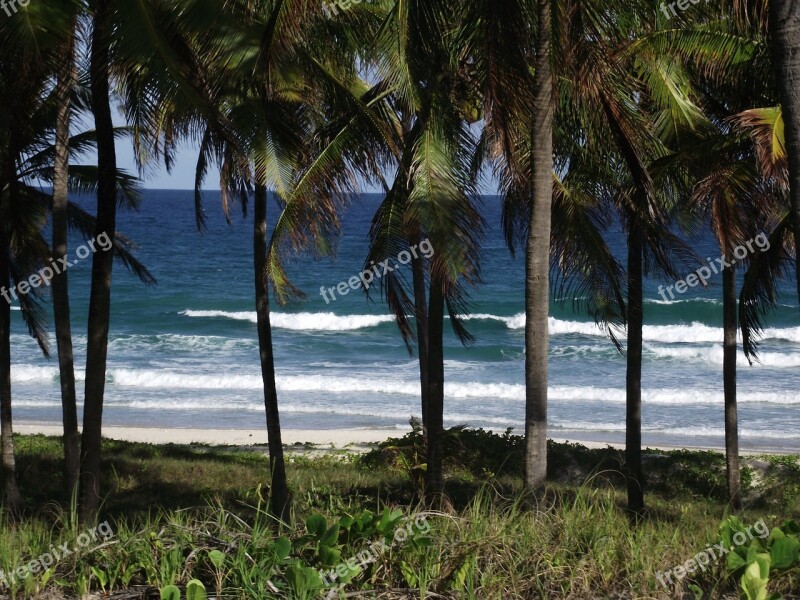 Mar Coconut Trees Costa Beach Trees