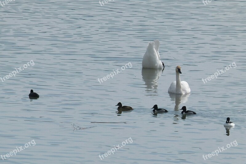 Tufted Ducks Swans Wild Duck White Swan Birds