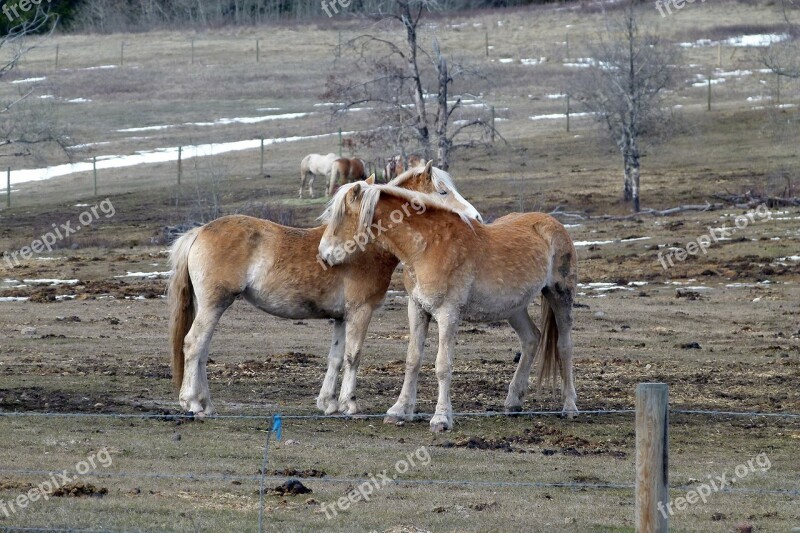 Islaender Horses Animals Field Nature