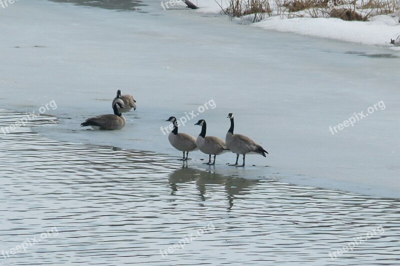 Canada Geese Birds Water Birds Animals Feathered