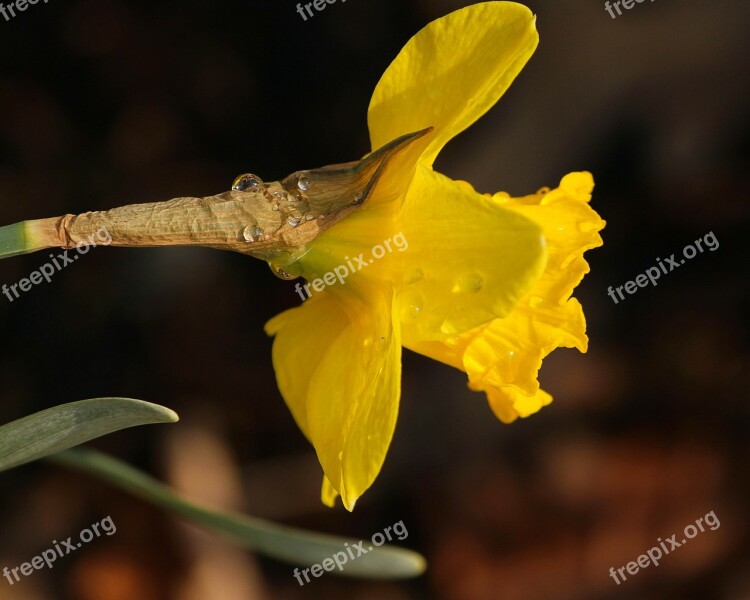 Jonquil Narcissus Daffodil Raindrops Water Beads