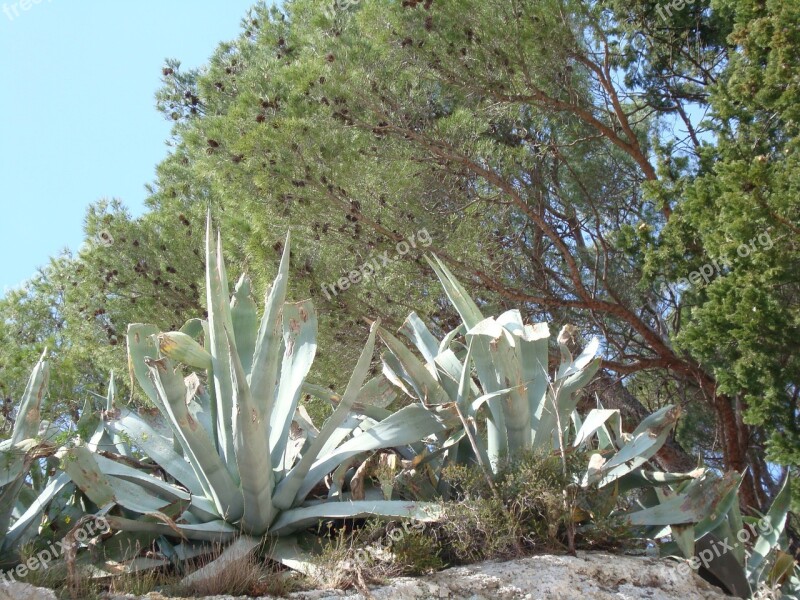 Cactus Mediterranean Mediterranean Sea Plant Free Photos