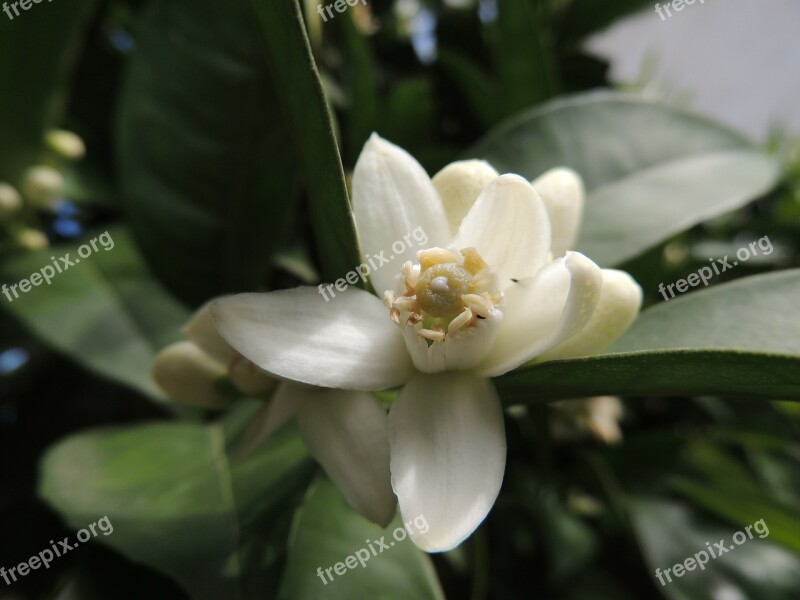 Flower Orange Blossom Plant Flowers Nature