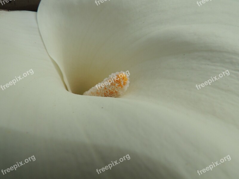 Flowers Flower Plants Pollen Nature