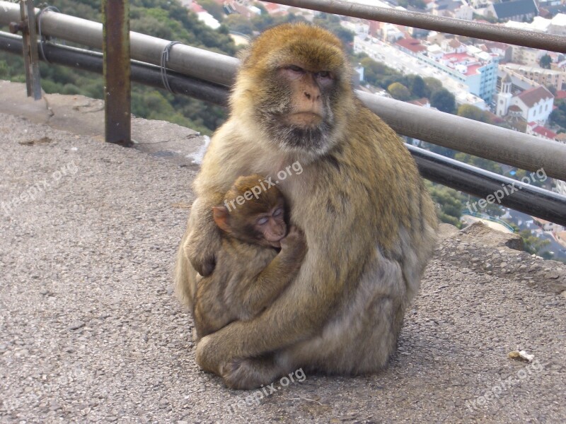 Ape Gibraltar Animals Primate Europe