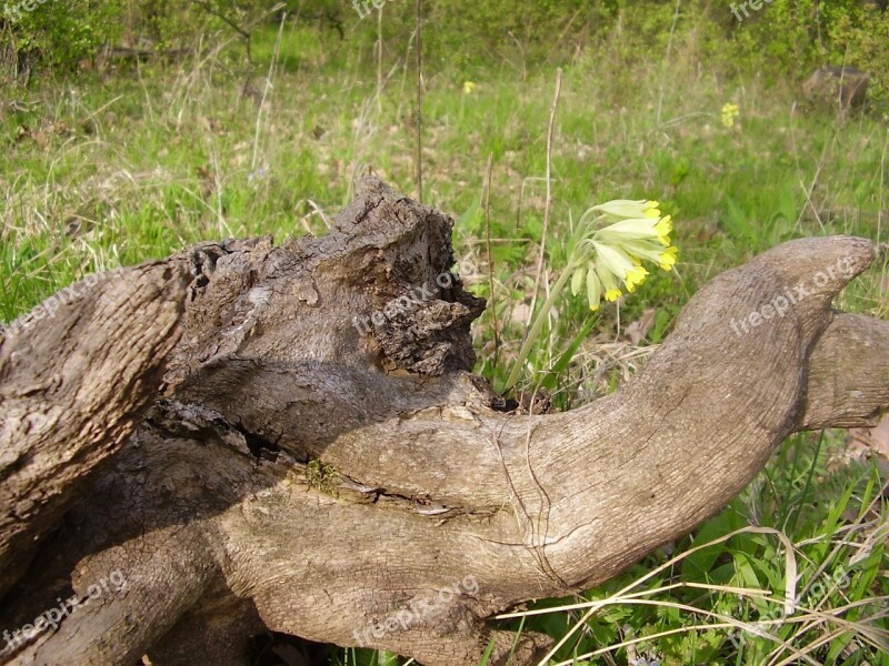 Elephant Elephant Head Head Wood Stubs