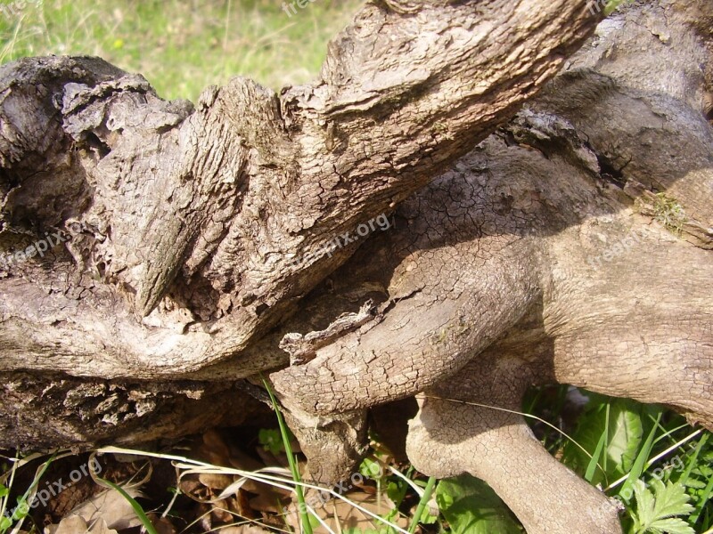 Log Wood Stalk Trunks Nature