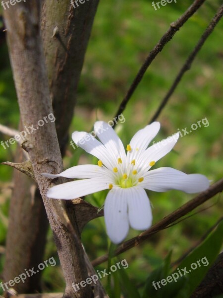 Thorn Flower Thorns And Flowers Flora White