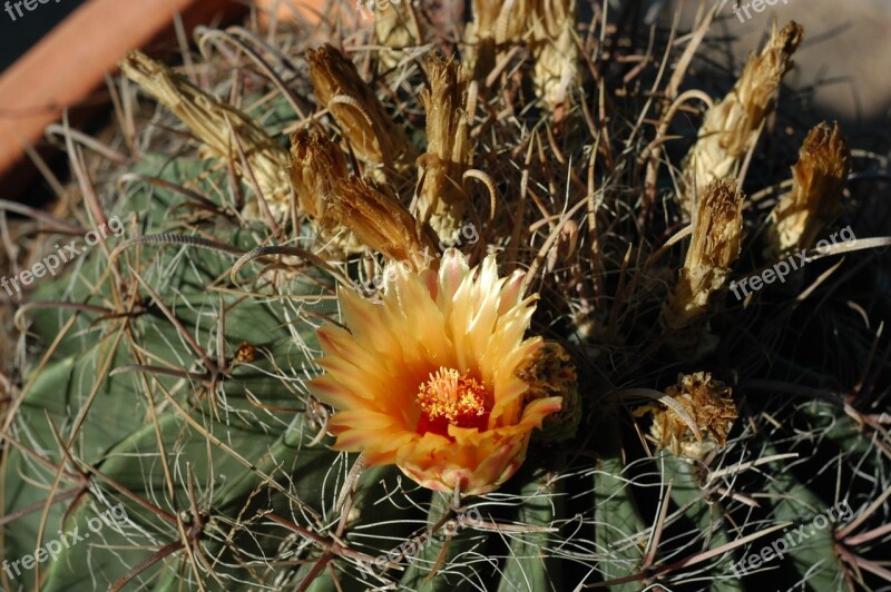 Cactus Cactus Flower Flower Al Muhraga Plants