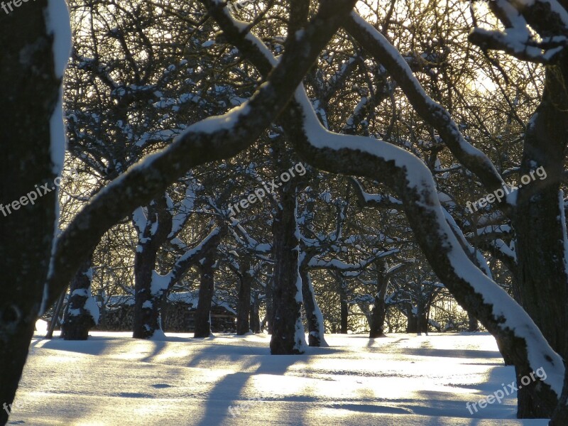 Snow Traces Winter Wintry Tree