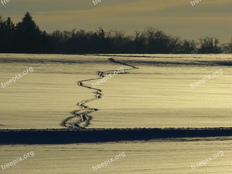 Snow Traces Winter Snow Lane Trace