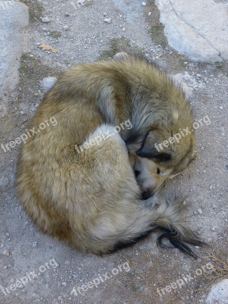 Dog Sleep Rest Animal Free Photos