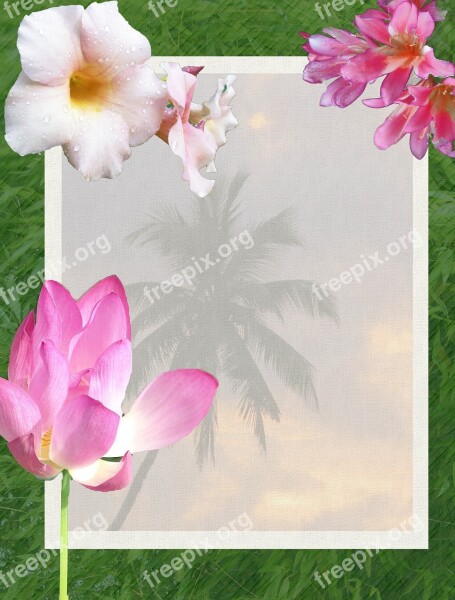 Flowers Tropical Tropics Beach Palm Trees