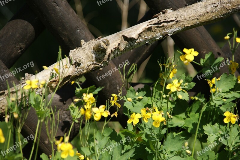 Flower Plant Macro Yellow Flowers