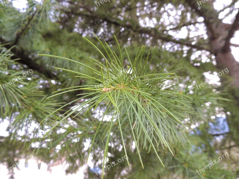 Needles Conifer Branch Green Free Photos