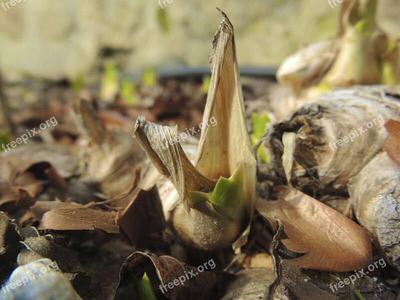 Spring Sprout Plants Nature Flower