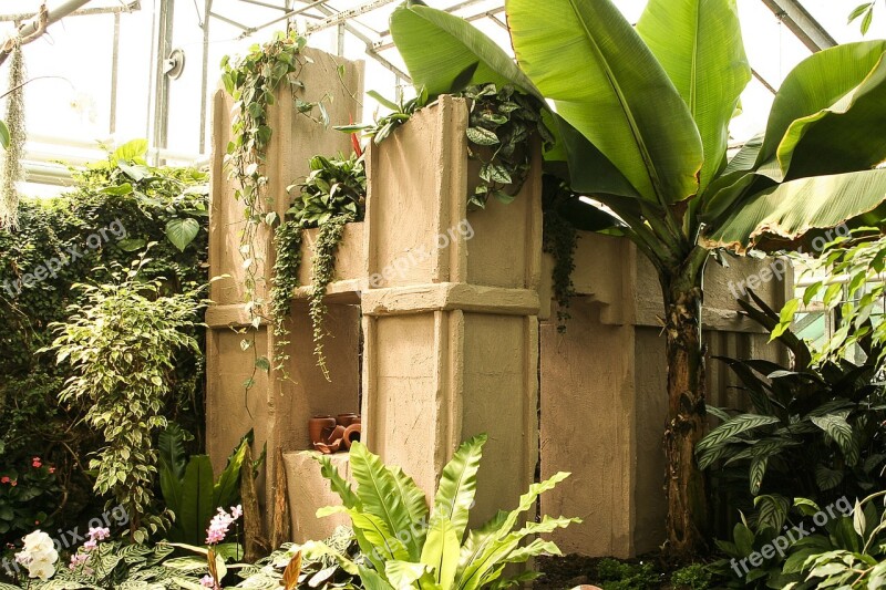 Greenhouse Terracotta Banana Musa Paradisiaca Banana Shrub