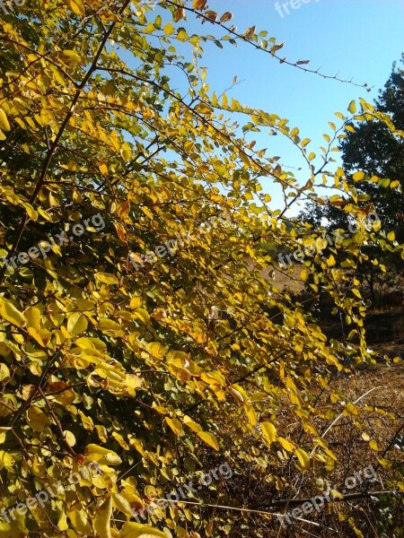 Autumn Yellow Judas Tree Free Photos