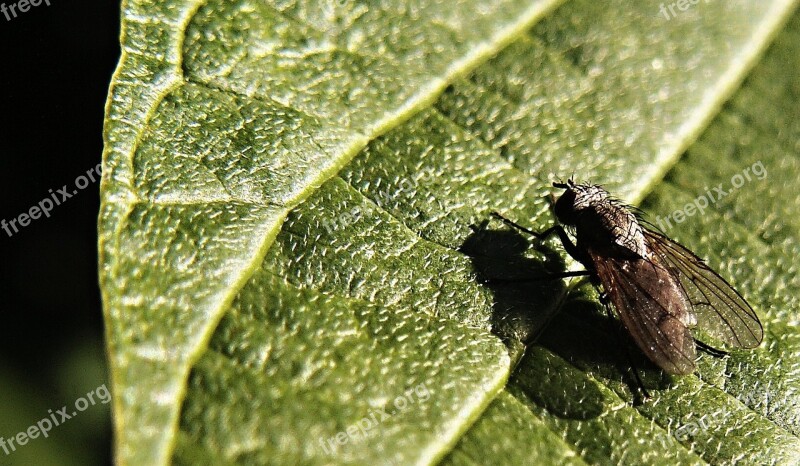 Fly Insect Sheet Macro Green