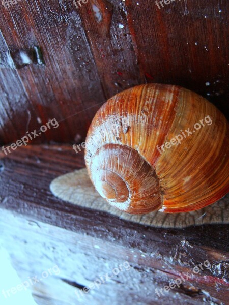 Snail Conch Wood Macro Free Photos