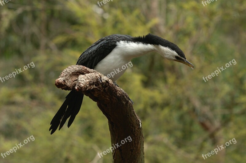 Cormorant Bird Limb Wood Branch