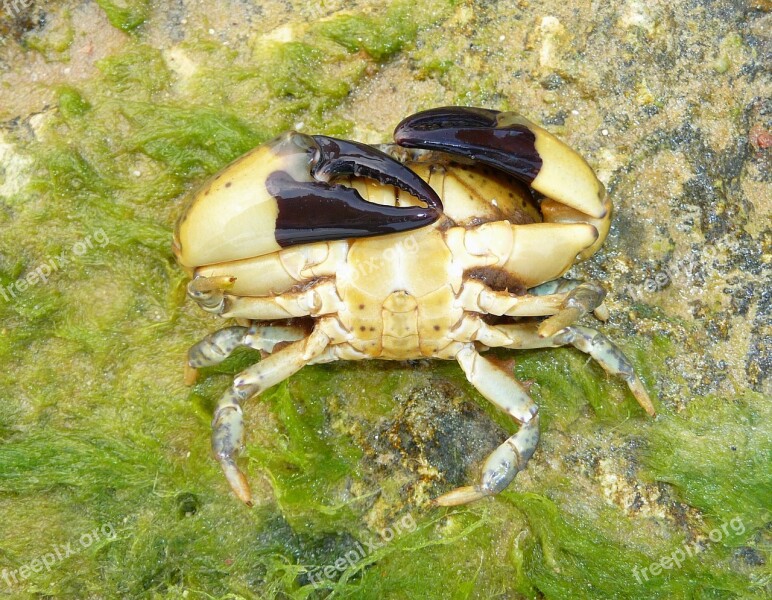 Xantho Poressa Crab Nature Outside Macro