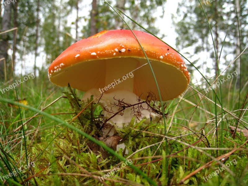 Mushroom Autumn Forest Colors Tree