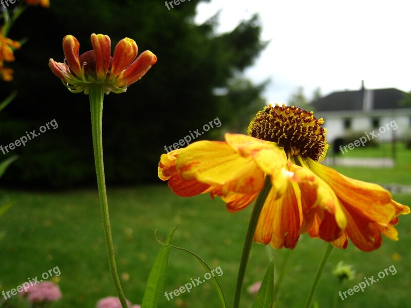 Coneflower Orange Flowers Garden House