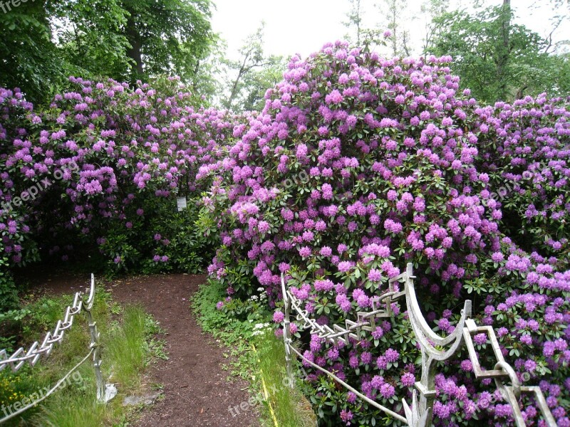 Rhododendron Shrubs Flowering Flowers Purple