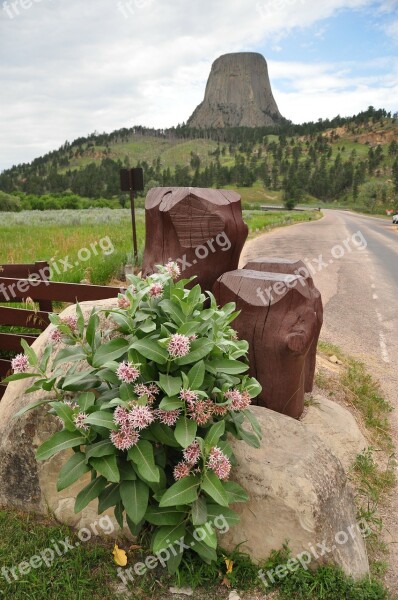 Devils Tower Mountain Mountains Flowers Wild Flowers