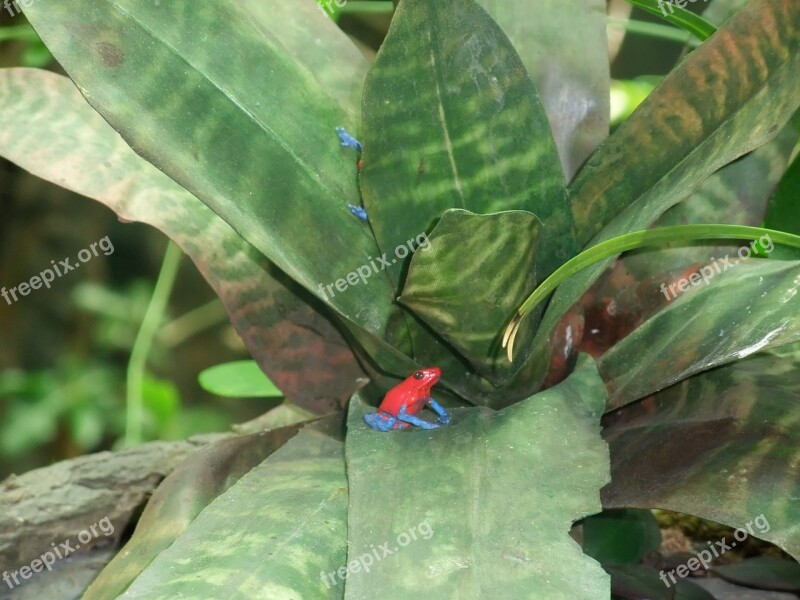 Frog Plant Leaf Foliage Plants The Frog Green