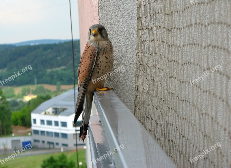 Kestrel Bird Balcony Perched Nature