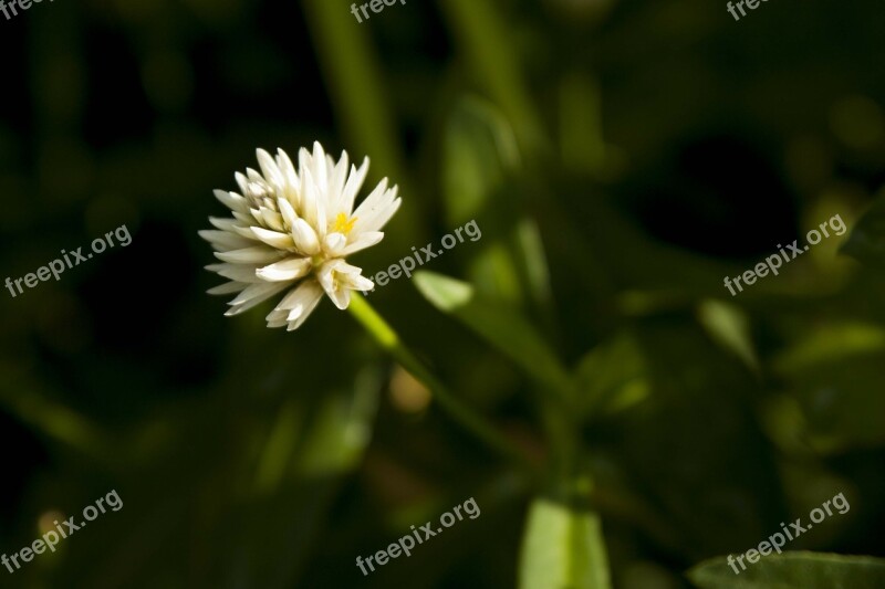 Macro Flower White White Flower Nature