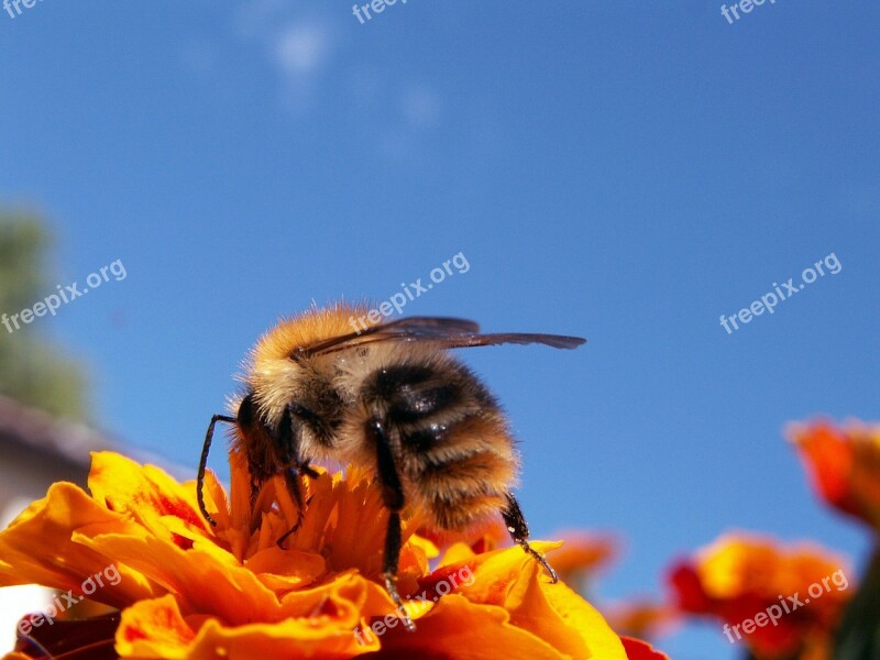 Bee Insect Honey Bee Flower Sky