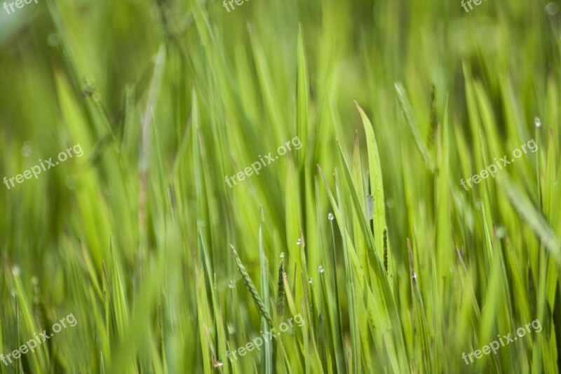 Green Grasses Nature Blade Of Grass Plant